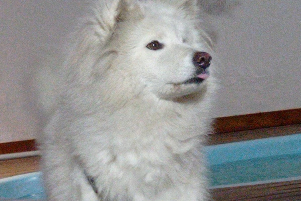 Chiot Samoyède en gros plan