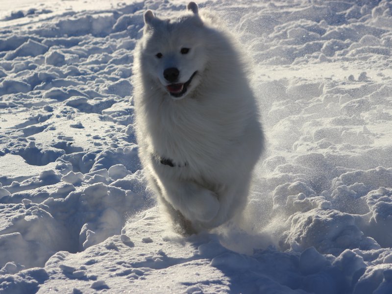 Samoyède courant dans la première neige