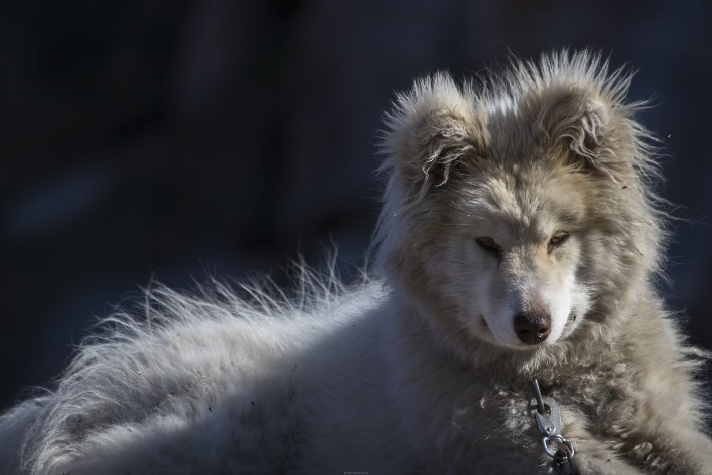 Chien de traîneau nordique dans la neige, Groenland